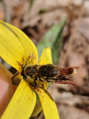 Andrena erythronii