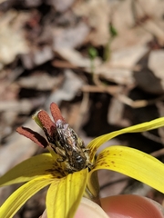 Andrena erythronii