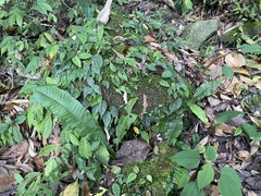 Leptochilus decurrens