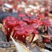 Cruentomycena - Photo (c) giant_squid, μερικά δικαιώματα διατηρούνται (CC BY-NC)