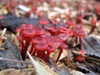 Bonnet Mushrooms - Photo (c) giant_squid, some rights reserved (CC BY-NC)