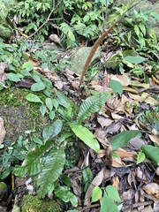 Leptochilus decurrens