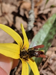 Andrena erythronii