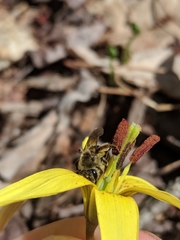 Andrena erythronii
