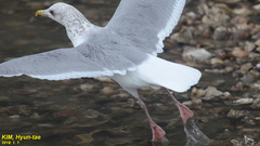 Larus argentatus vegae