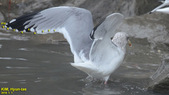 Larus argentatus vegae