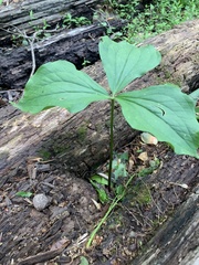 Trillium grandiflorum