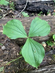 Trillium grandiflorum