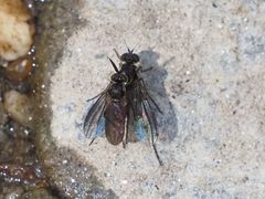 Rhaphium