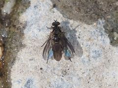 Rhaphium
