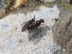 Rhaphium