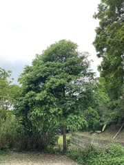 Machilus zuihoensis mushaensis