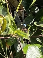 Pachydiplax longipennis