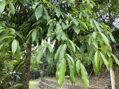 Machilus zuihoensis mushaensis