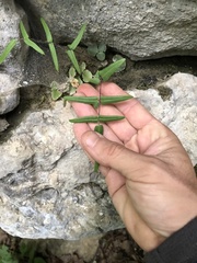 Pellaea atropurpurea