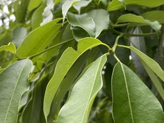 Machilus zuihoensis mushaensis