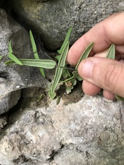 Pellaea atropurpurea