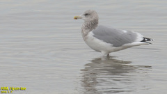 Larus argentatus vegae