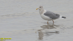Larus argentatus vegae