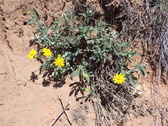 Eriophyllum lanatum croceum