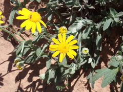 Eriophyllum lanatum croceum