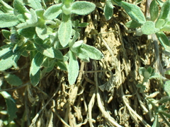 Eriophyllum lanatum croceum