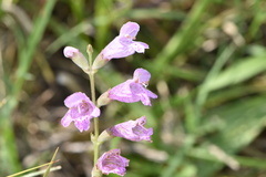 Physostegia pulchella