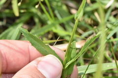 Physostegia pulchella