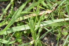 Physostegia pulchella