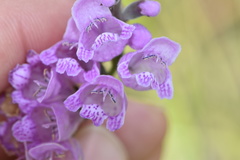 Physostegia pulchella
