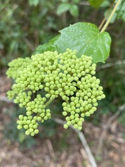 Viburnum scabrellum