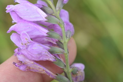 Physostegia pulchella