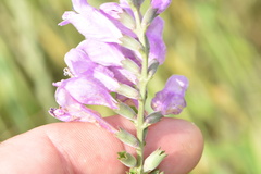 Physostegia pulchella