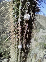 Cleistocactus buchtienii