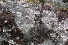 Lepraria subalbicans