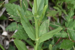 Physostegia pulchella