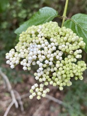 Viburnum scabrellum