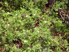 Chamaebatia foliolosa