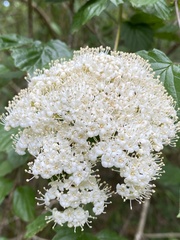 Viburnum scabrellum