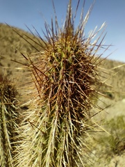 Cleistocactus buchtienii