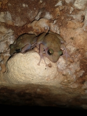 Craugastor yucatanensis