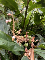 Alpinia tonrokuensis