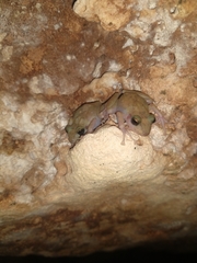 Craugastor yucatanensis