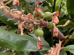 Alpinia tonrokuensis