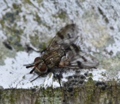 Homalactia harringtoni