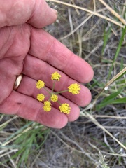Lomatium simplex
