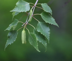 Betula platyphylla