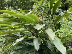 Alpinia tonrokuensis
