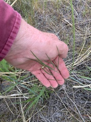Lomatium simplex