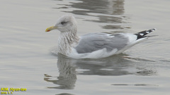Larus argentatus vegae